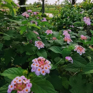 Pink Lantana Live Plant – 3-5 inch Tall Starter Plant – Outdoor Flowering Bush - Image 4