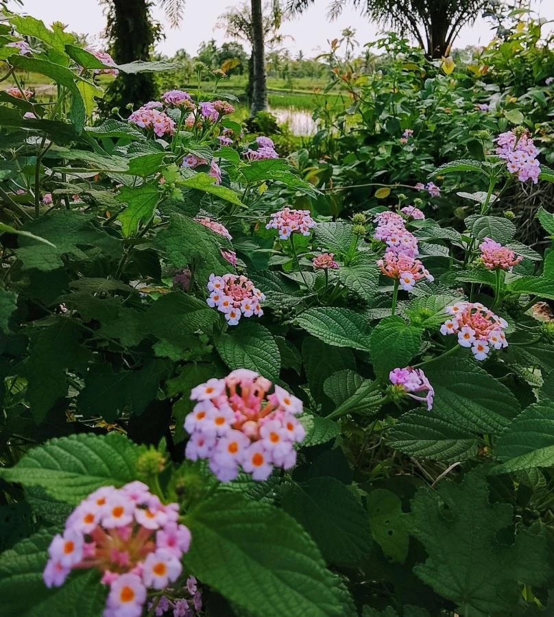 Pink Lantana Live Plant – 3-5 inch Tall Starter Plant – Outdoor Flowering Bush - Image 4