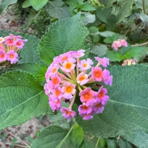 Pink Lantana Live Plant – 3-5 inch Tall Starter Plant – Outdoor Flowering Bush - Image 5