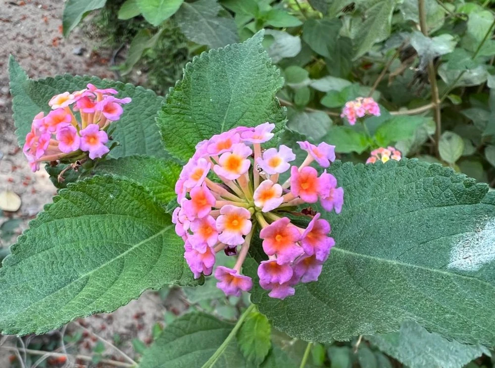 Pink Lantana Live Plant – 3-5 inch Tall Starter Plant – Outdoor Flowering Bush - Image 5