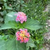Pink Lantana Live Plant – 3-5 inch Tall Starter Plant – Outdoor Flowering Bush - Image 1