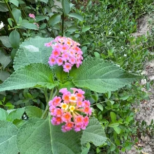 Pink Lantana Live Plant – 3-5 inch Tall Starter Plant – Outdoor Flowering Bush - Image 1