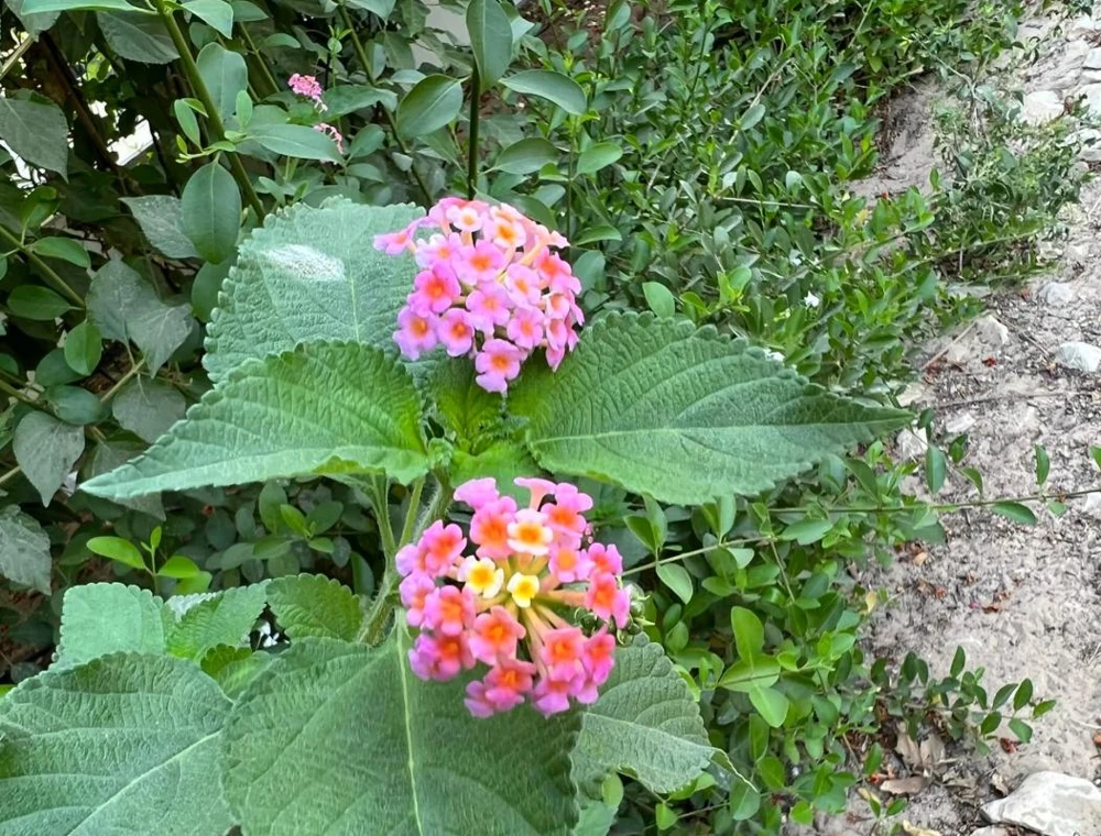 Pink Lantana Live Plant – 3-5 inch Tall Starter Plant – Outdoor Flowering Bush - Image 1