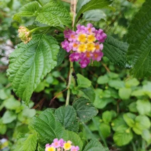Pink Lantana Live Plant – 3-5 inch Tall Starter Plant – Outdoor Flowering Bush - Image 6