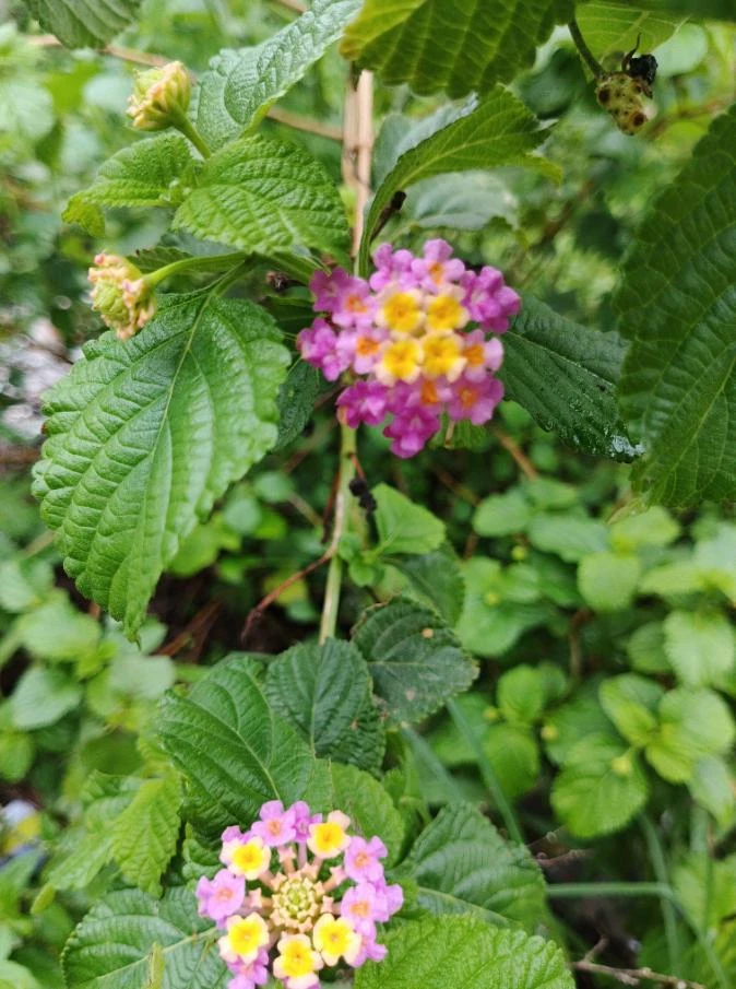 Pink Lantana Live Plant – 3-5 inch Tall Starter Plant – Outdoor Flowering Bush - Image 6
