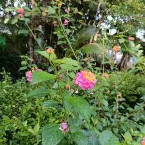 Pink Lantana Live Plant – 3-5 inch Tall Starter Plant – Outdoor Flowering Bush - Image 7