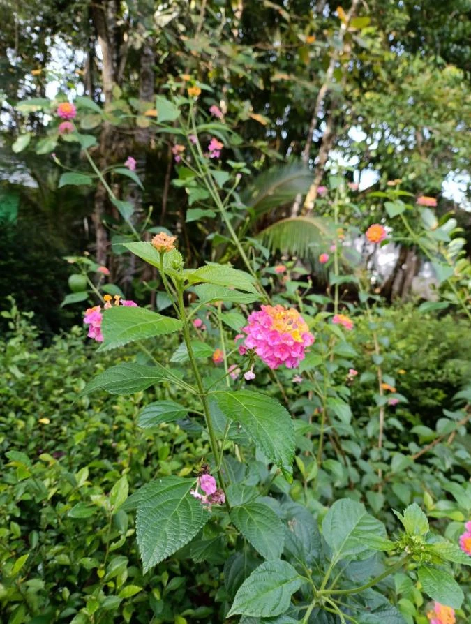 Pink Lantana Live Plant – 3-5 inch Tall Starter Plant – Outdoor Flowering Bush - Image 7