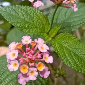 Pink Lantana Live Plant – 3-5 inch Tall Starter Plant – Outdoor Flowering Bush - Image 8