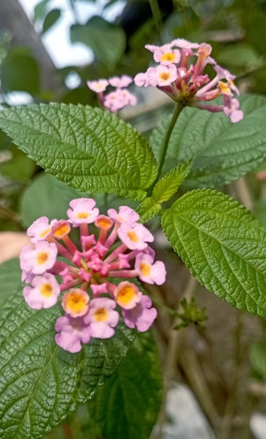 Pink Lantana Live Plant – 3-5 inch Tall Starter Plant – Outdoor Flowering Bush - Image 8