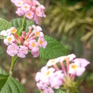 Pink Lantana Live Plant – 3-5 inch Tall Starter Plant – Outdoor Flowering Bush - Image 9