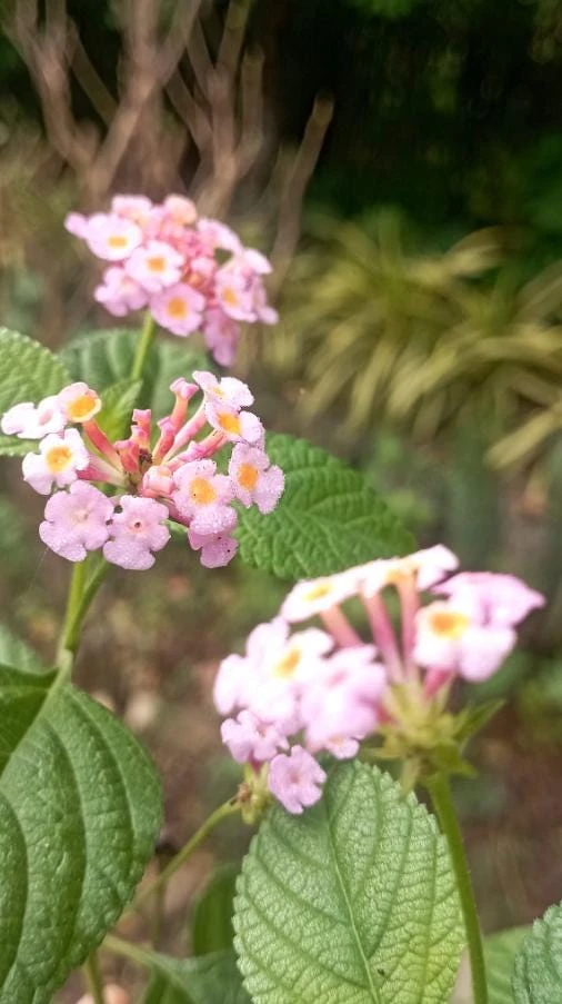 Pink Lantana Live Plant – 3-5 inch Tall Starter Plant – Outdoor Flowering Bush - Image 9