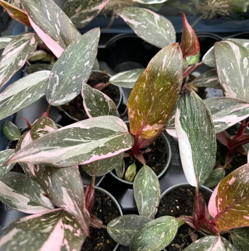 Pink Marble Philodendron Live Plant - Variegated Pink & Green Foliage - 4 Inch Pot - Indoor Tropical Houseplant - Image 1