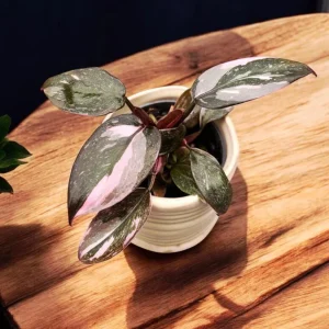 Pink Marble Philodendron Live Plant - Variegated Pink & Green Foliage - 4 Inch Pot - Indoor Tropical Houseplant - Image 2