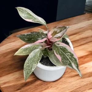 Pink Marble Philodendron Live Plant - Variegated Pink & Green Foliage - 4 Inch Pot - Indoor Tropical Houseplant - Image 3