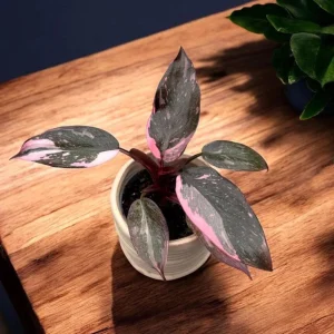 Pink Marble Philodendron Live Plant - Variegated Pink & Green Foliage - 4 Inch Pot - Indoor Tropical Houseplant - Image 4
