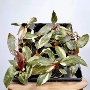 Pink Marble Philodendron Live Plant - Variegated Pink & Green Foliage - 4 Inch Pot - Indoor Tropical Houseplant - Image 5