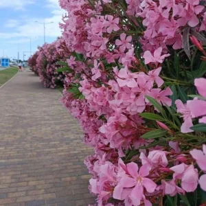 Pink Oleander Live Plant – Nerium Oleander Shrub – 3-6 inch Starter Plant – Outdoor Flowering - Image 2
