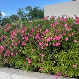 Pink Oleander Live Plant – Nerium Oleander Shrub – 3-6 inch Starter Plant – Outdoor Flowering - Image 3