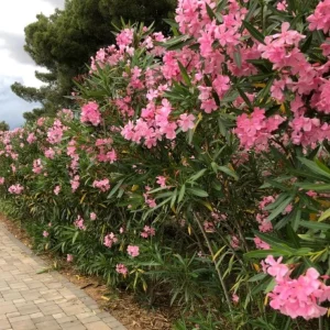 Pink Oleander Live Plant – Nerium Oleander Shrub – 3-6 inch Starter Plant – Outdoor Flowering - Image 4