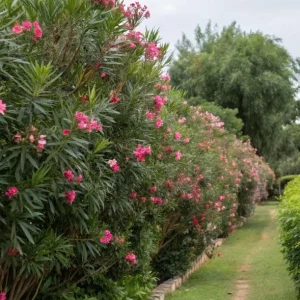 Pink Oleander Live Plant – Nerium Oleander Shrub – 3-6 inch Starter Plant – Outdoor Flowering - Image 5