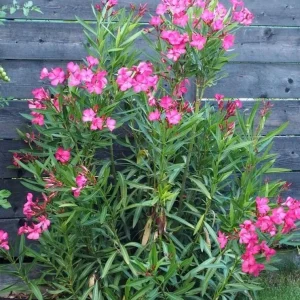 Pink Oleander Live Plant – Nerium Oleander Shrub – 3-6 inch Starter Plant – Outdoor Flowering - Image 1