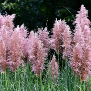 Pink Pampas Grass Live Plant - Ornamental Fluffy Grass - 4