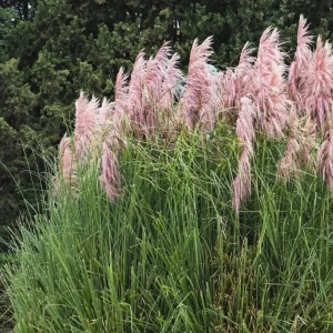 Pink Pampas Grass Live Plant - Ornamental Fluffy Grass - 4
