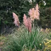 Pink Pampas Grass Live Plant - Ornamental Fluffy Grass - 4" Pot Outdoor - Image 1