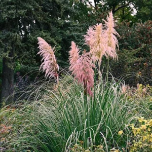 Pink Pampas Grass Live Plant - Ornamental Fluffy Grass - 4" Pot Outdoor - Image 1