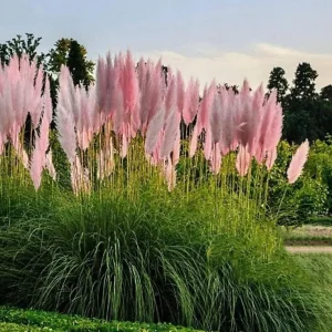 Pink Pampas Grass Live Plant - Ornamental Fluffy Grass - 4