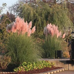 Pink Pampas Grass Live Plant - Ornamental Fluffy Grass - 4