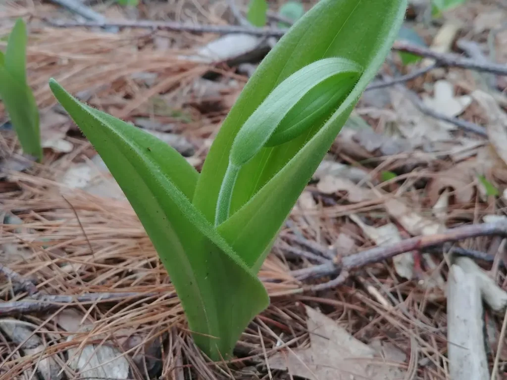 planting Lady Slipper Orchid