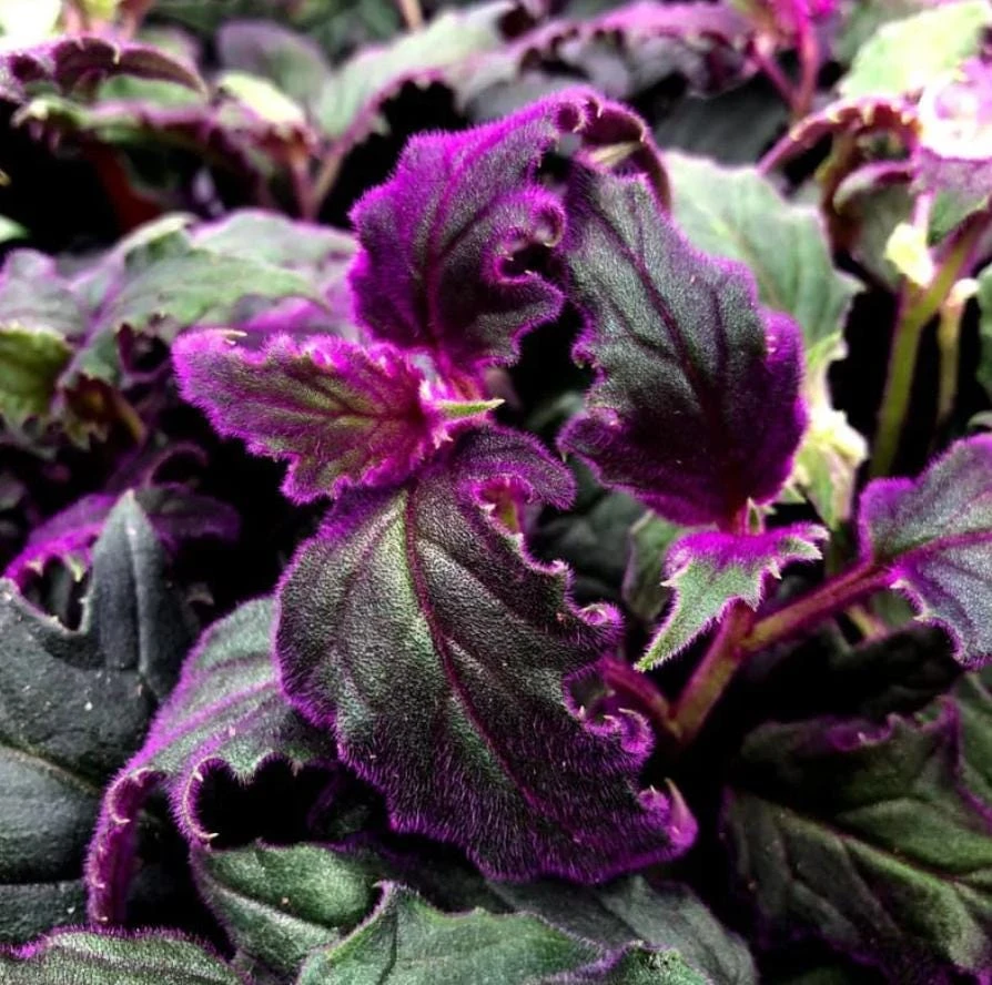 Purple Passion Gynura Live Plant – Velvet Foliage – 2 Plants per Pot – Houseplant - Image 1