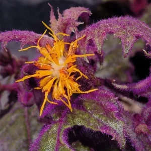 Purple Passion Gynura Live Plant – Velvet Foliage – 2 Plants per Pot – Houseplant - Image 2