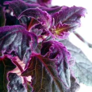 Purple Passion Gynura Live Plant – Velvet Foliage – 2 Plants per Pot – Houseplant - Image 3