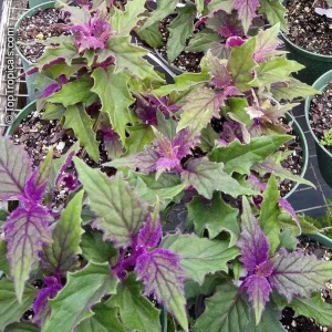 Purple Passion Gynura Live Plant – Velvet Foliage – 2 Plants per Pot – Houseplant - Image 4