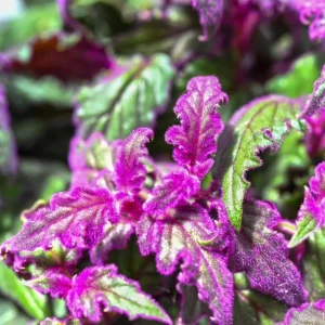 Purple Passion Gynura Live Plant – Velvet Foliage – 2 Plants per Pot – Houseplant - Image 5