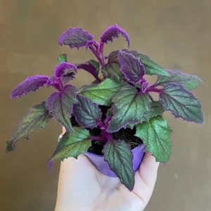 Purple Passion Gynura Live Plant – Velvet Foliage – 2 Plants per Pot – Houseplant - Image 6