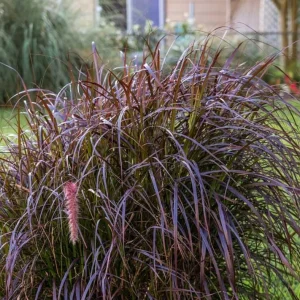 Purple Pennisetum Fountain Grass Live Plant – Ornamental Grass – 5-8