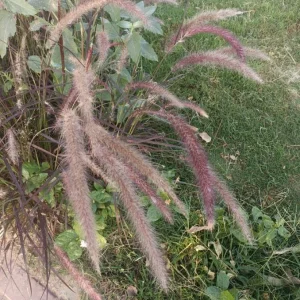 Purple Pennisetum Fountain Grass Live Plant – Ornamental Grass – 5-8
