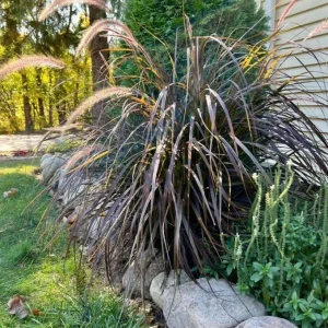 Purple Pennisetum Fountain Grass Live Plant – Ornamental Grass – 5-8" Tall Starter - Image 1