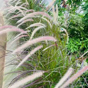 Purple Pennisetum Fountain Grass Live Plant – Ornamental Grass – 5-8