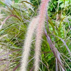Purple Pennisetum Fountain Grass Live Plant – Ornamental Grass – 5-8