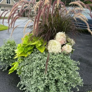 Purple Pennisetum Fountain Grass Live Plant – Ornamental Grass – 5-8