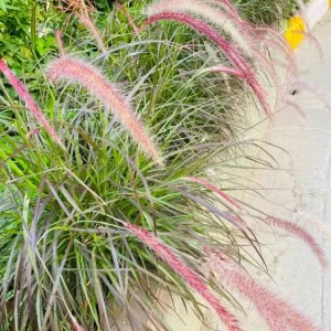 Purple Pennisetum Fountain Grass Live Plant – Ornamental Grass – 5-8