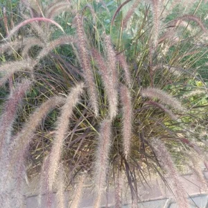 Purple Pennisetum Fountain Grass Live Plant – Ornamental Grass – 5-8