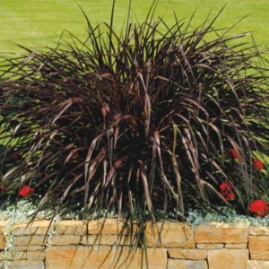 Purple Pennisetum Fountain Grass Live Plant – Ornamental Grass – 5-8