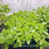 Purple Thai Eggplant: 4 live seedlings/starter - Image 1