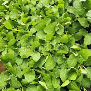 Purple Thai Eggplant: 4 live seedlings/starter - Image 2