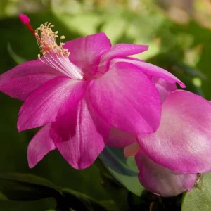 Purple Thanksgiving Cactus Live Plant – 3 inch Pot – Indoor Flowering Succulent - Image 2